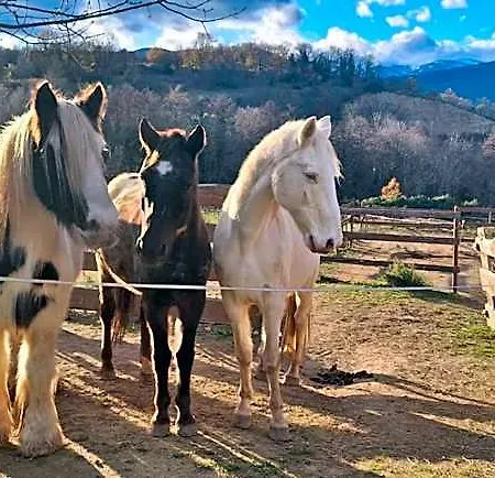 D'hotes Le Petit Ranch Los Masos